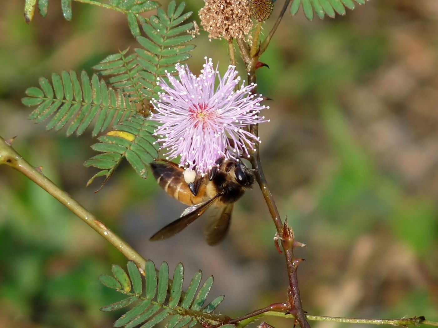 Honeybees Adjust Their Foraging Routes as Landscapes Change honeybee covered in pollen feeding on a flower in close up