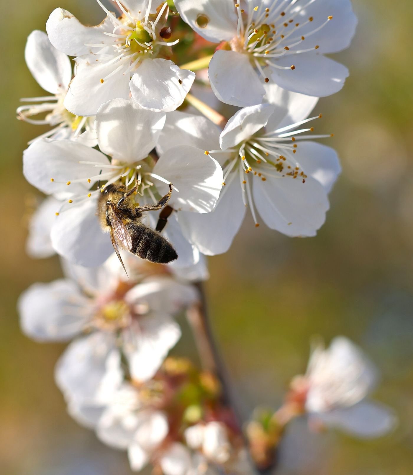 Wild Bee Populations Respond to Flower-Rich Margins bee collecting pollen from a flower